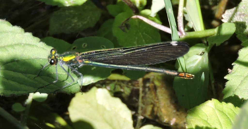 ID  prego! Calopteryx splendens balcanica, femmina